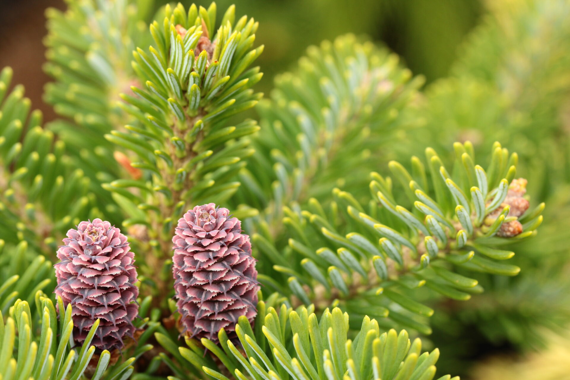Abies koreana x lasiocarpa 
